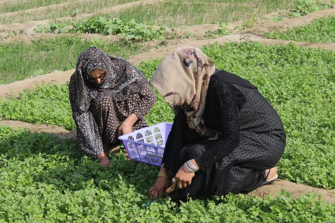 Fatima's green rooftop garden