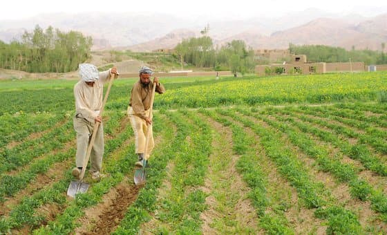 Farmers working in agricultural field