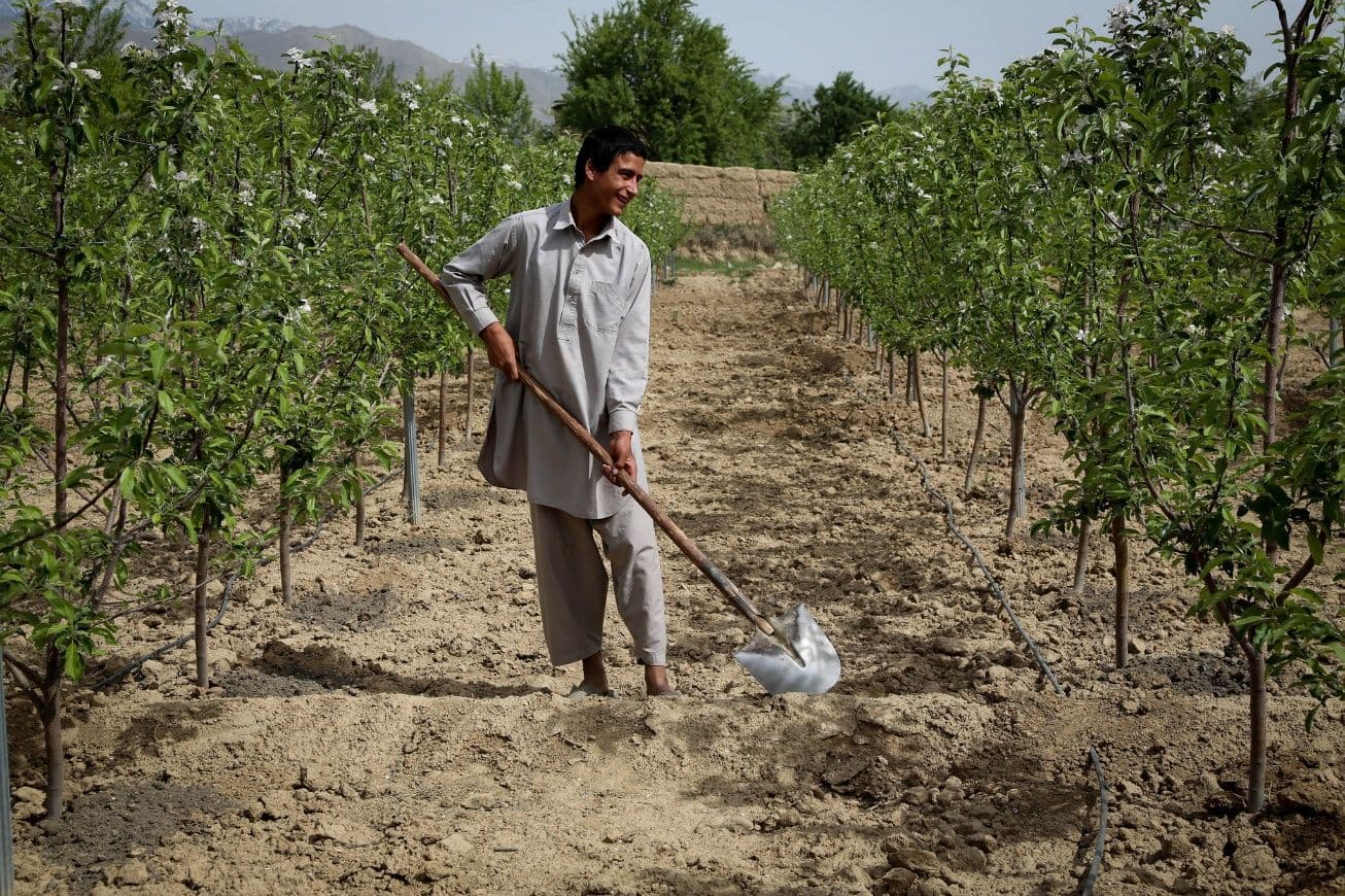 Community tree planting initiative